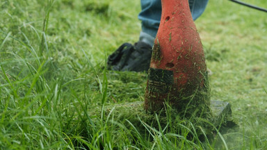 Czy nieskoszona trawa sprzyja kleszczom? Ekspert stawia sprawę jasno
