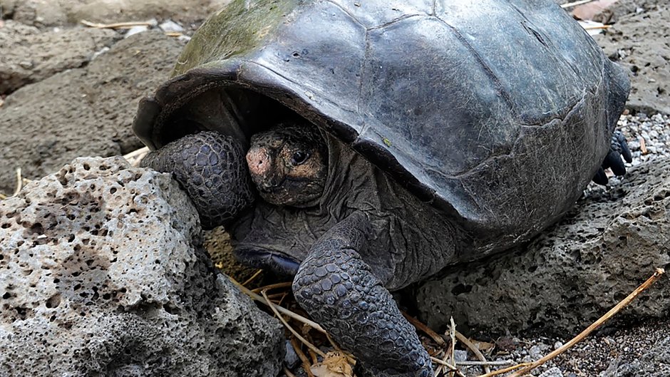 Gatunek Chelonoidis phantasticus, zwany również "żółwiem olbrzymim z Fernandiny"