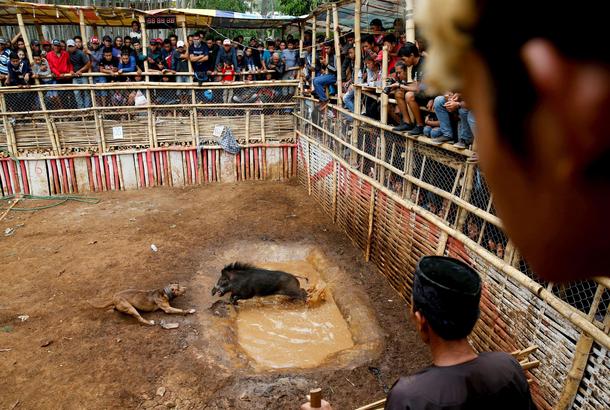 The Wider Image: Indonesian villages pit wild boars against dogs