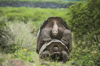 Miłość okazują sobie podobnie jak my. Z wiernością też bywa u nich podobnie jak u ludzi