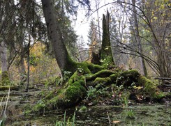 Ekolodzy w Puszczy Białowieskiej: Puszcza to nie plantacja. Resort środowiska: Atak na ministerstwo i rząd PiS
