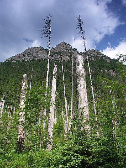 Galeria Polska - Tatry, obrazek 11