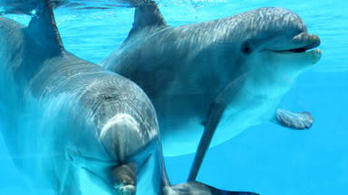Co łączy delfiny i... obcych?
