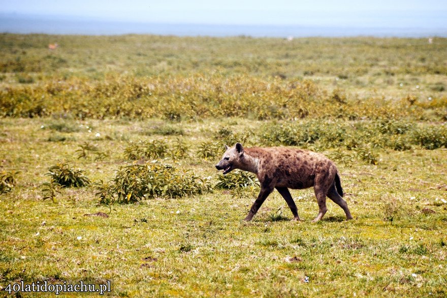 Park Narodowy Serengeti, Tanzania 2021