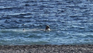 Kupanje u januaru u Budvi 