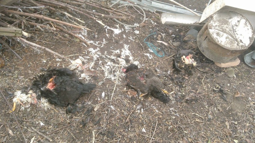 Licise zaklale kokoške u dvorištu porodice Petković