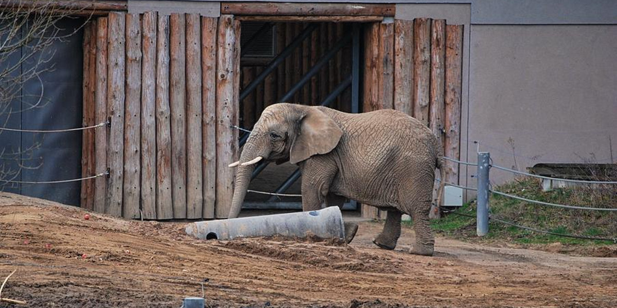 Słonica Linda z poznańskiego Zoo ma 30 lat