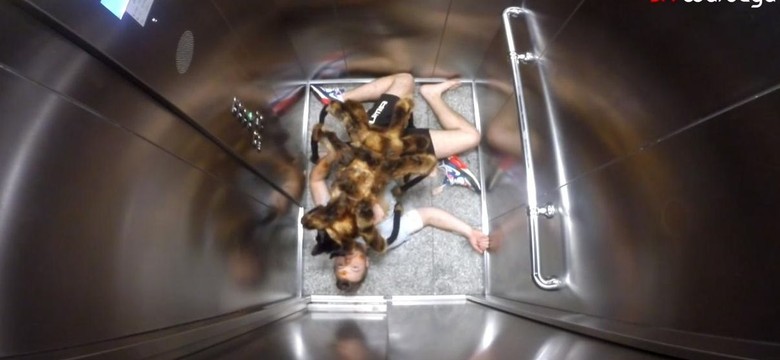 Tym filmem Wardęga wypłynął na szerokie wody. Pająk-gigant hitem w USA