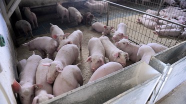 "Cena je pala na oko 150 dinara po kilogramu i to je čist minus za proizvođača."