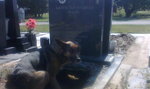Pies zamieszkał na cmentarzu. Dlaczego?