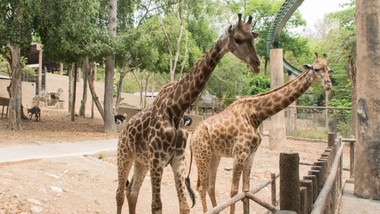 koncerty z okazji świąt w zoo. nietypowe reakcje zwierząt na muzykę, w