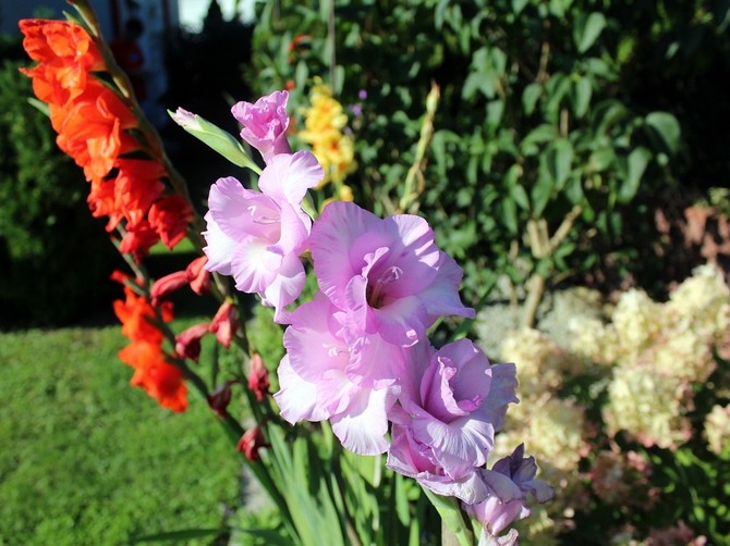 Gladiole