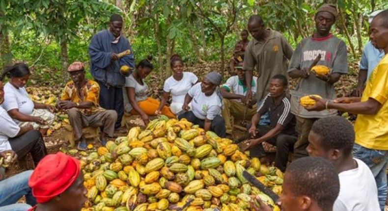 Cocoa farmers