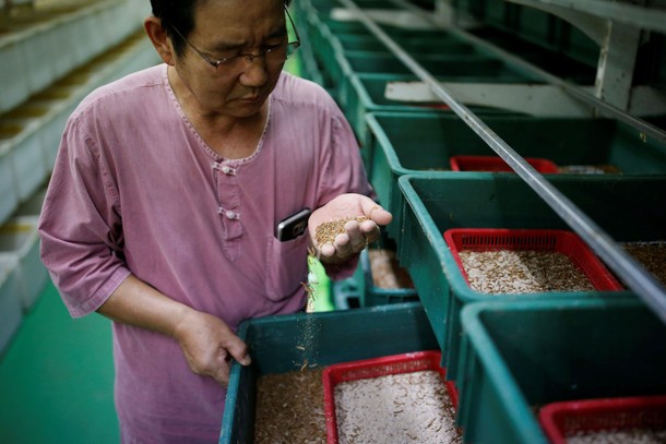 Kim Jong-hee, a edible insects farm owner, checks edible mealworms in Hwaseong