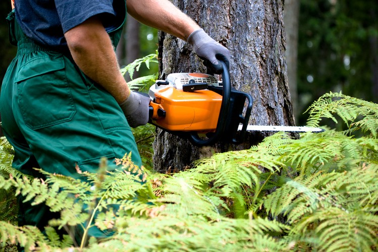 Obecnie zgoda na wycięcie drzewa jest konieczna, gdy roślina ma więcej niż 10 lat. Nowelizacja znosi kryterium wieku. Gdy ustawa wejdzie w życie, bez decyzji administracyjnej będziemy mogli wyciąć drzewo, którego obwód pnia na wysokości 5 cm nie przekracza 35 cm. Zasada ta dotyczy topoli, wierzb, kasztanowca zwyczajnego, klonu jesionolistnego i srebrzystego, robinii akacjowej i platanu klonolistnego. Jeśli chodzi inne gatunki, limitem będzie 25 cm.
