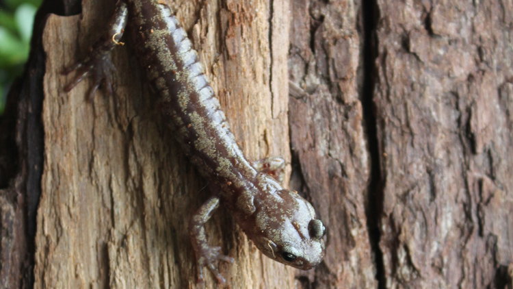 Salamandra z gatunku Aneides vagrans