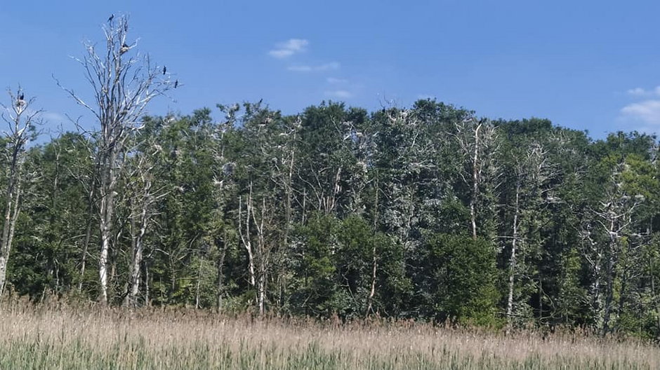 Szkoła w Czaplinku ma podwodnego drona, który może zejść pod wodę na 100 m. Dron ma monitorować podwodne śmieci. Fot. ZS