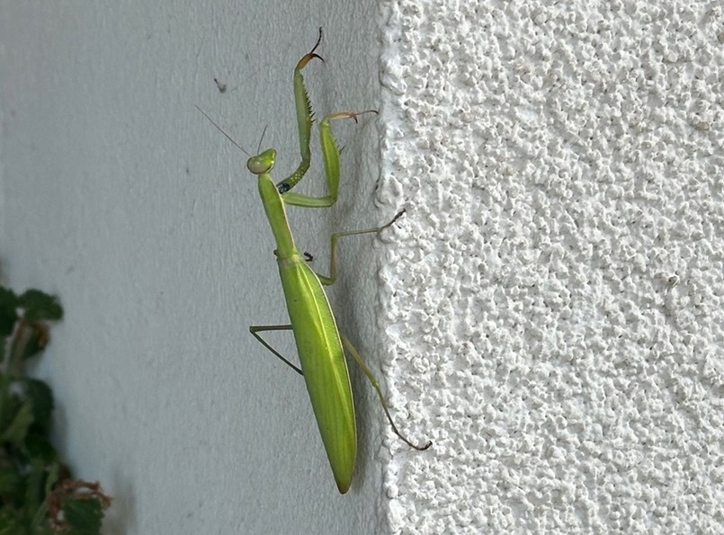 Modliszka zaobserwowana pod Warszawą 23 lipca 2024 r.