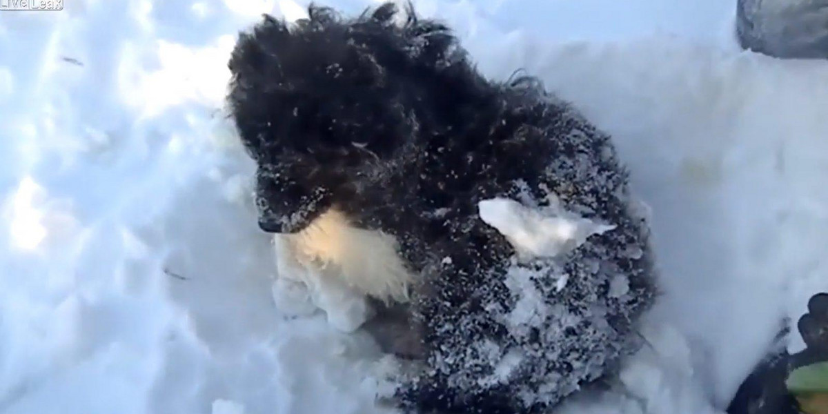 Pies uwięziony pod śniegiem na Półwyspie Jamalskim. Bohaterska akcja