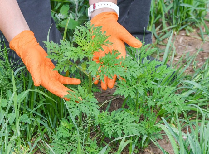 Are you allergic to ragweed?