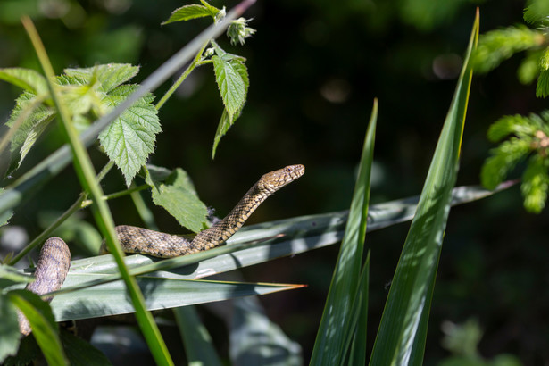 Zaskroniec rybołów (Natrix Tessellata) doskonale pływa i poluje na ryby, ale można go spotkać także na lądzie