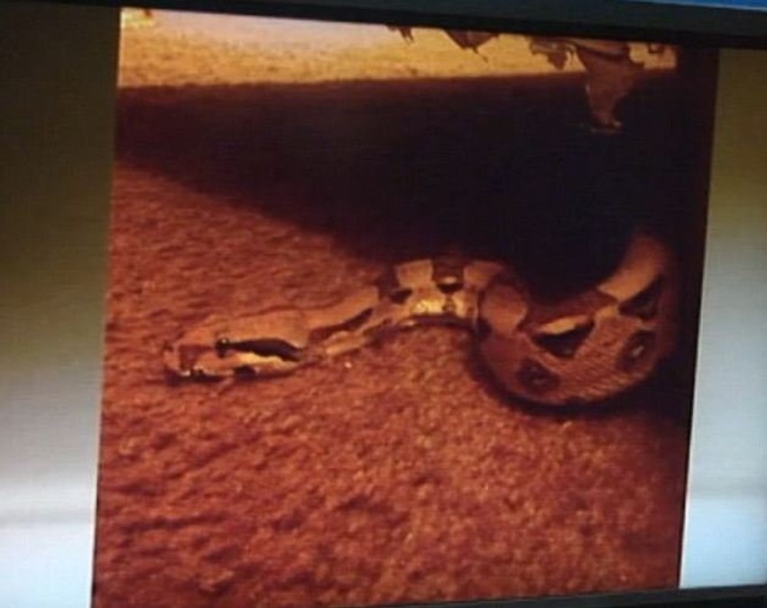 Boa konstriktor izlazi iz kauča mladog bračnog para