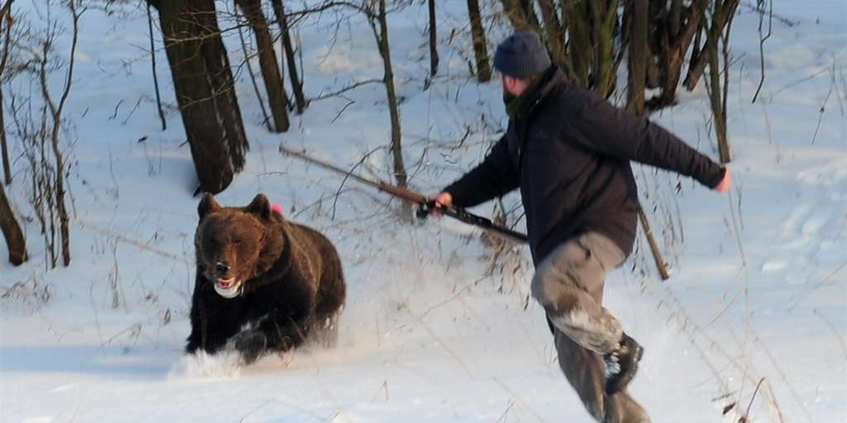 Niedźwiedź dostał dwa strzały i się wnerwił! FOTO