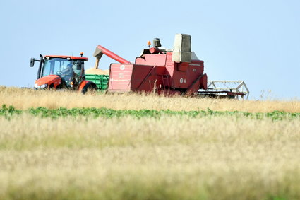 Plony są dobre, ceny zbóż spadają, ale rolnicy chcą, żeby znowu rosły