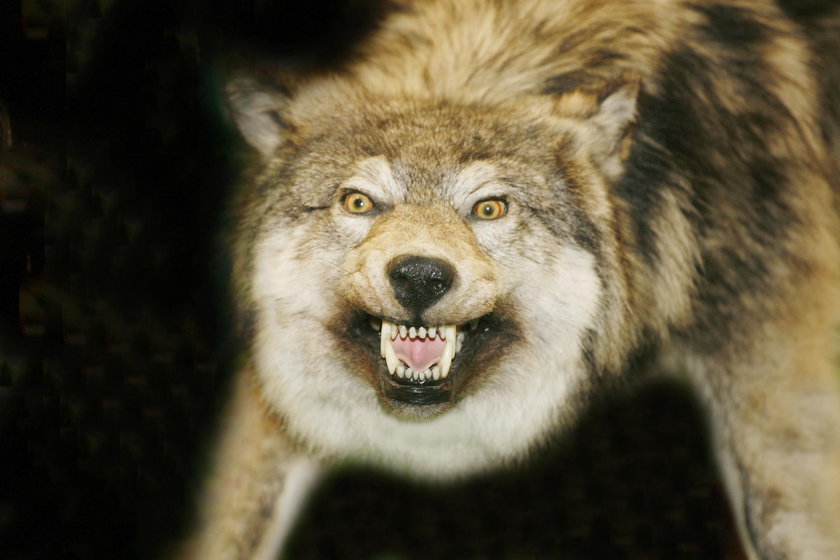 Atak wilka w Bieszczadach