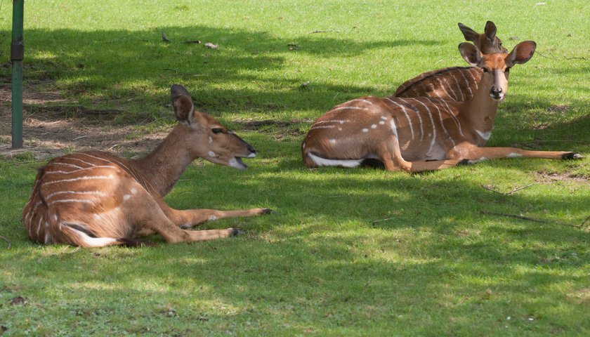 Sjesta w śląskim zoo