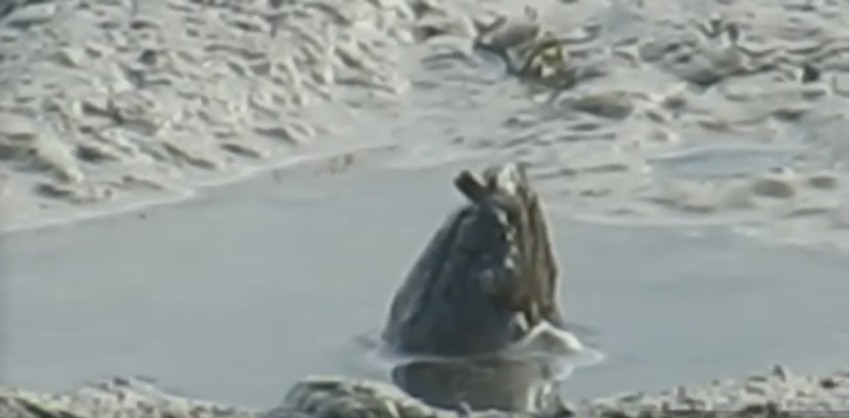 Mali kit, dagnja ili vanzemaljac?