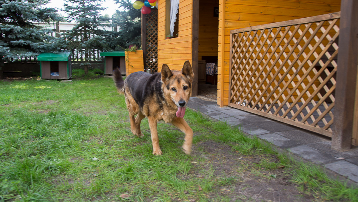 Schronisko dla Zwierząt w Białymstoku rozpoczęło akcję pod hasłem: "Pora na psiego seniora". Jej celem jest skłonienie mieszkańców miasta do adopcji psów starszych, którym z racji wieku trudno znaleźć nowy dom.