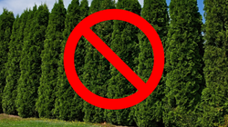 Trzeba będzie wyciąć tuje. Maksymalna dopuszczalna wysokość żywopłotu może zaskoczyć