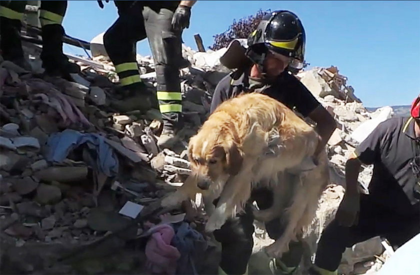 Pies Romeo przeżył 9 dni pod gruzami domu