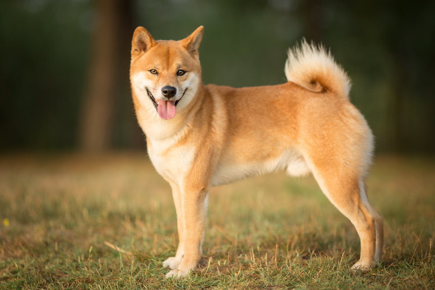 Shiba inu - melounix/stock.adobe.com