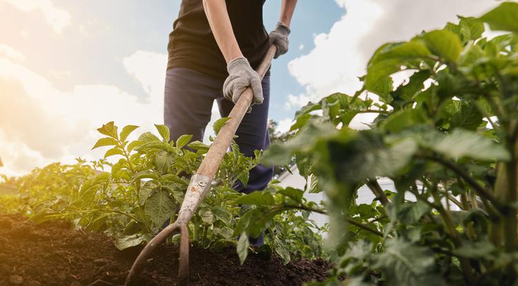 Krumplibogarak ellen a legjobb szer a kertben Fotó: Getty Images