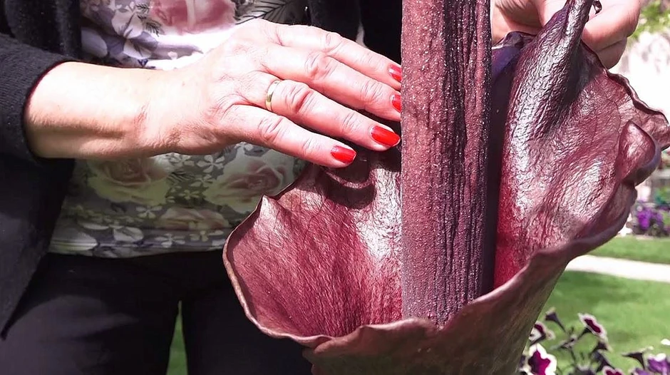 foto Mirjana Cvoric Gubelic3