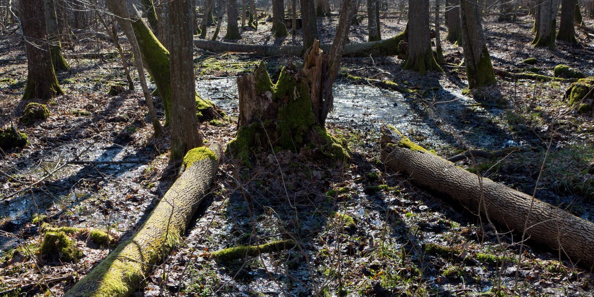 białowieża puszcza białowieska