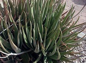 aloe-vera-d00001002df250de2efc4