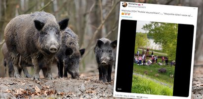 Chwile grozy na pikniku nad Wisłą. Dziki przegoniły ludzi. Sami byli sobie winni