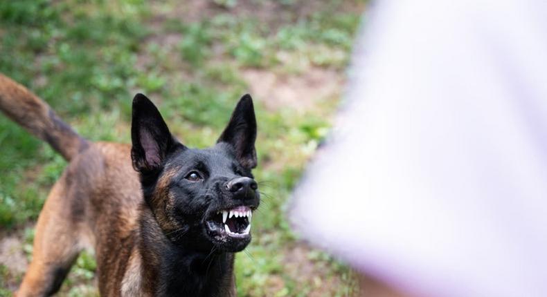 The dog will not be fooled by the psychopath's tender words [Shutterstock]
