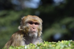 Epidemia "małpiej gorączki" w Azji. Zmarły dwie osoby