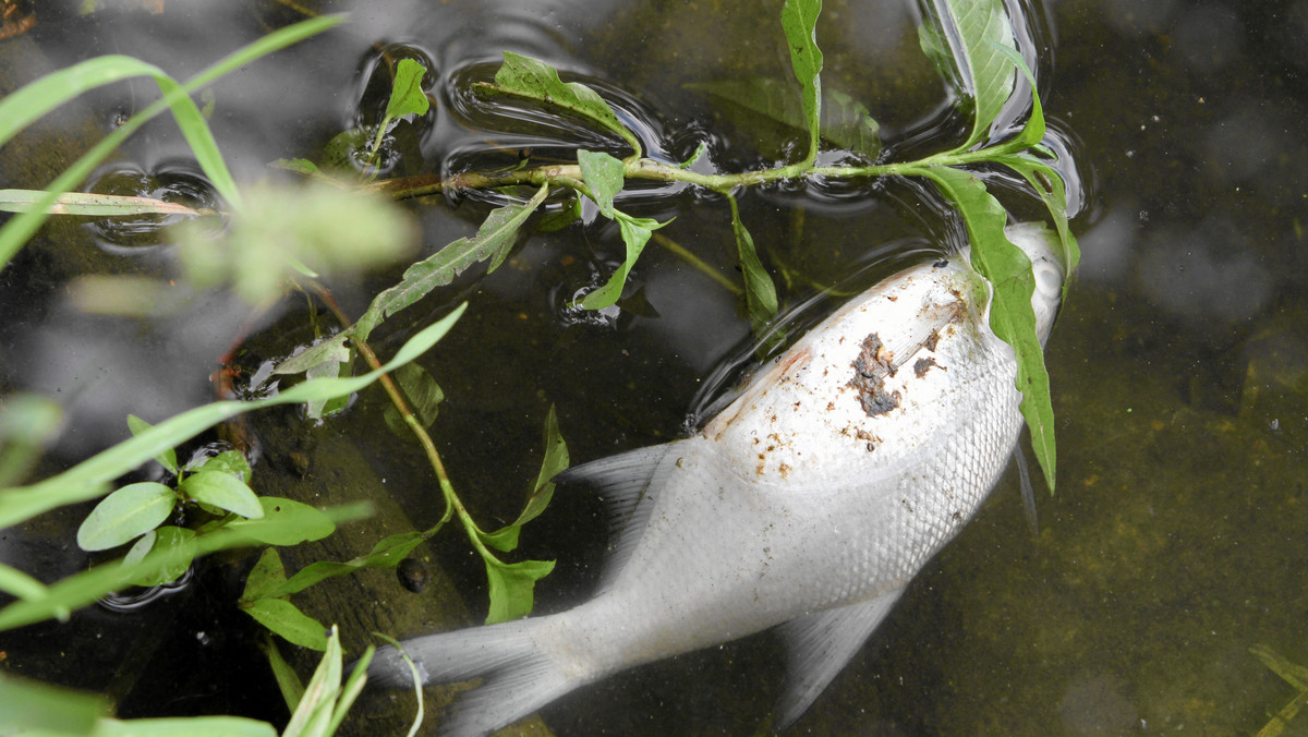 Prokuratura w Elblągu wszczęła śledztwo w sprawie zatrucia jeziora Druzno, okolicznych zbiorników i rzeki Wąskiej. Ktoś wylał tu nieczystości, w wyniku czego wymarła znaczna część organizmów zamieszkujących wody. Wyłowiono już dwie tony martwych ryb. - Skutki tego skażenia będą odczuwalne przez 10 lat - alarmują eksperci.