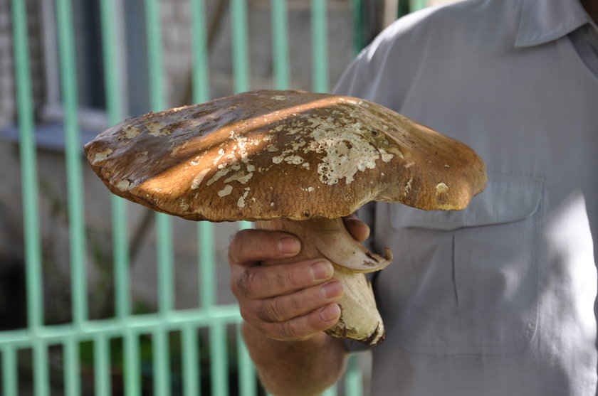 Pan Michał z Tarnówka znalazł wielkiego grzyba