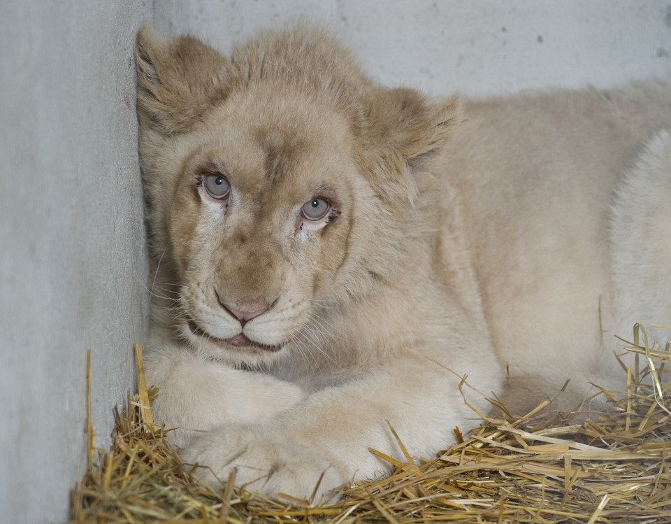 BORYSEW OGRÓD ZOOLOGICZNY BIAŁY LEW