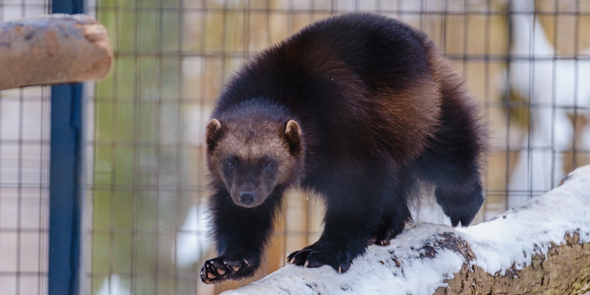 Rosomakom z chorzowskiego zoo nadano imiona.