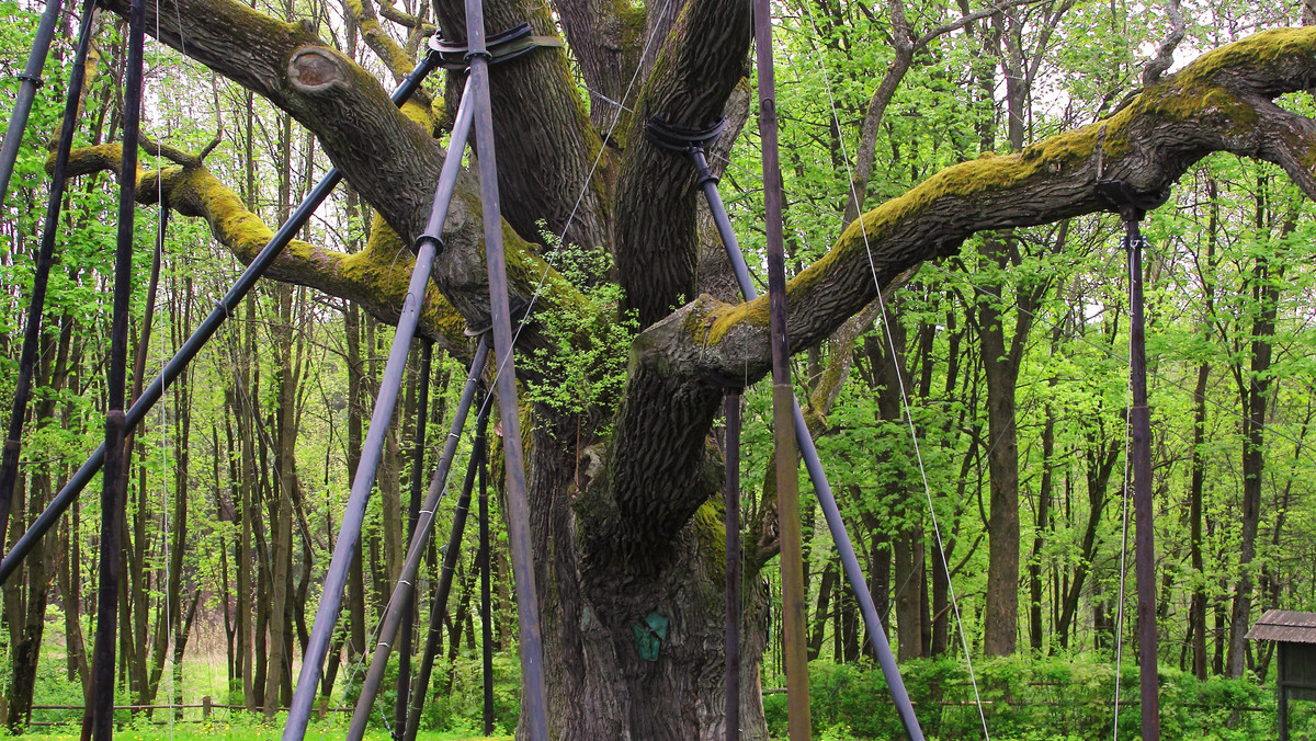 Jedno z najsłynniejszych polskich drzew, Dąb Bartek z Zagnańska koło Kielc, można oglądać na żywo w internecie. „Monitoring pozwoli na lepszą opiekę i zwiększy bezpieczeństwo tego pomnika przyrody” – powiedziała PAP Edyta Nowicka z Dyrekcji Lasów Państwowych w Radomiu.