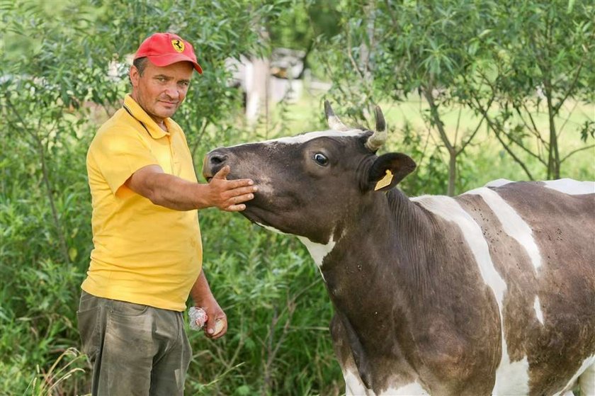 Ta krowa płakała ze strachu