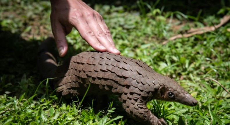 A rescued pangolin in Uganda. International trade in pangolins is illegal but its body parts have been sold on the black market for use in traditional Chinese medicine, though scientists say they have no therapeutic value