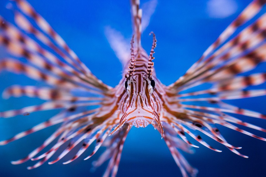 riba crvena lav vatrenjaca shutterstock 547889170